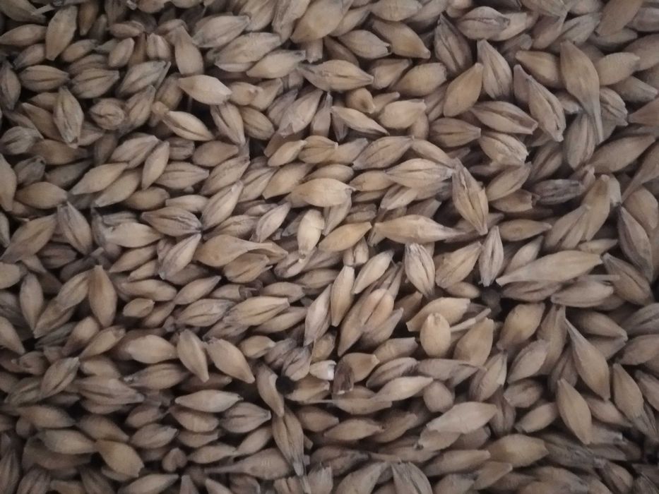 Jęczmień jary zbiór 2025