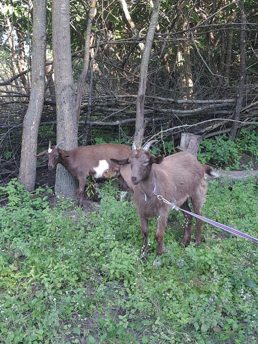Двоє козенят, трьох місячні.