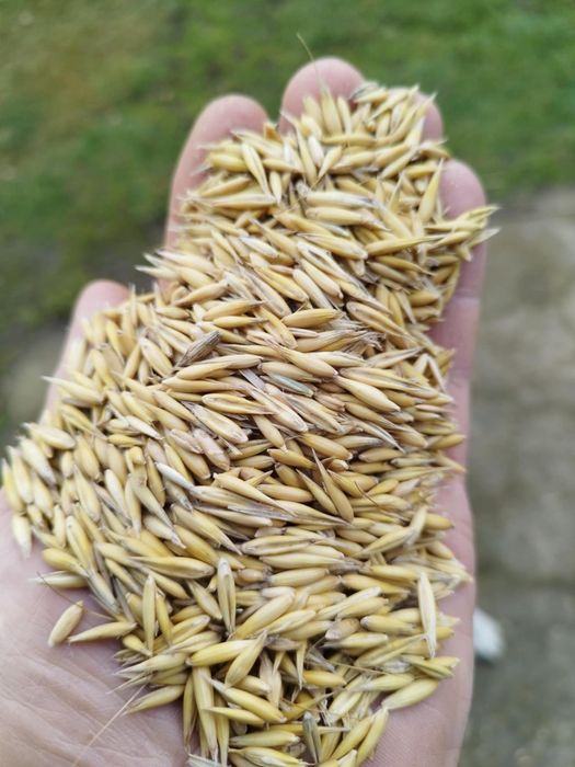 Owies/Żyto Ziarno ładne