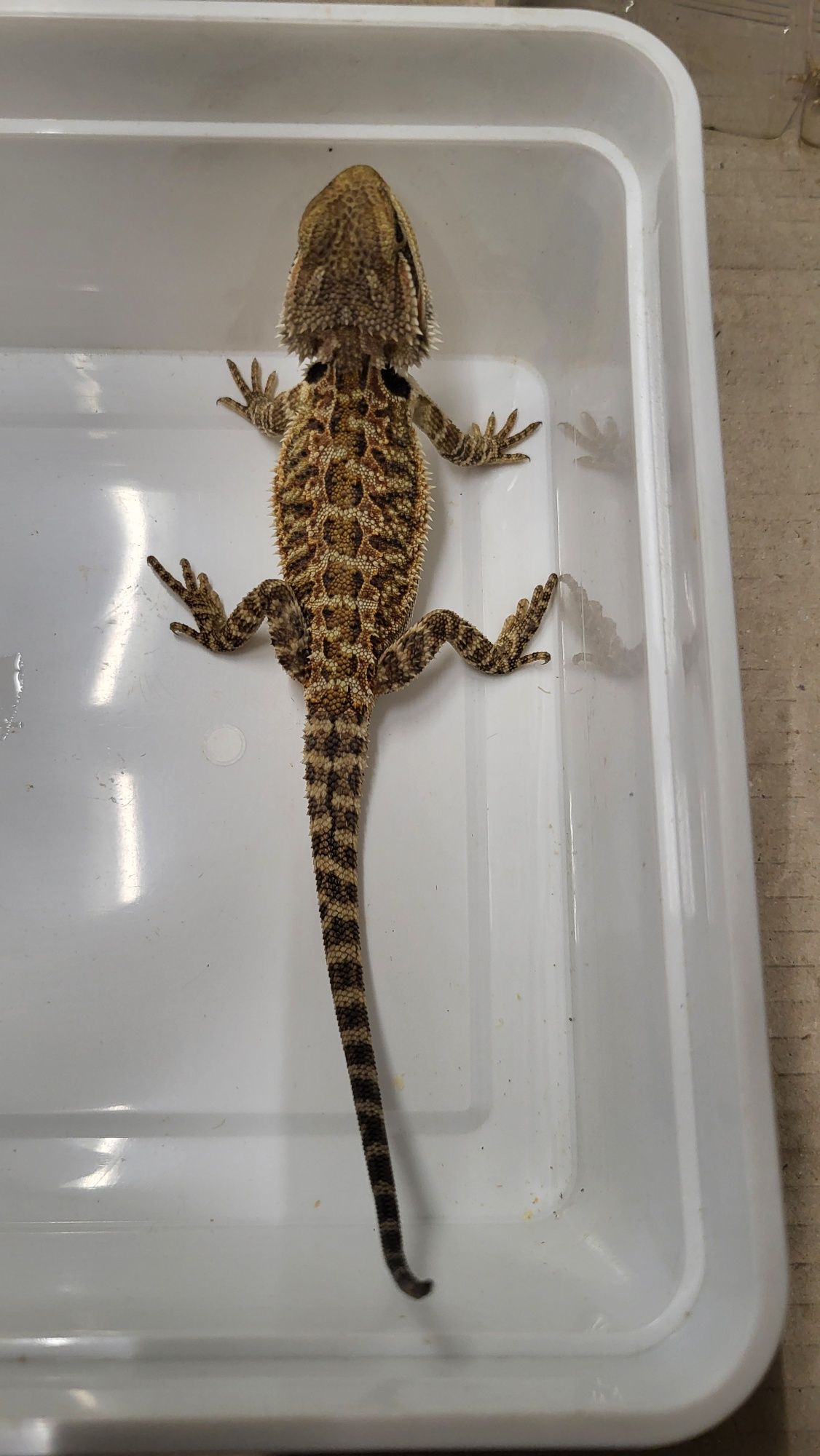 Agama brodata Red - Sklep Zoologiczny