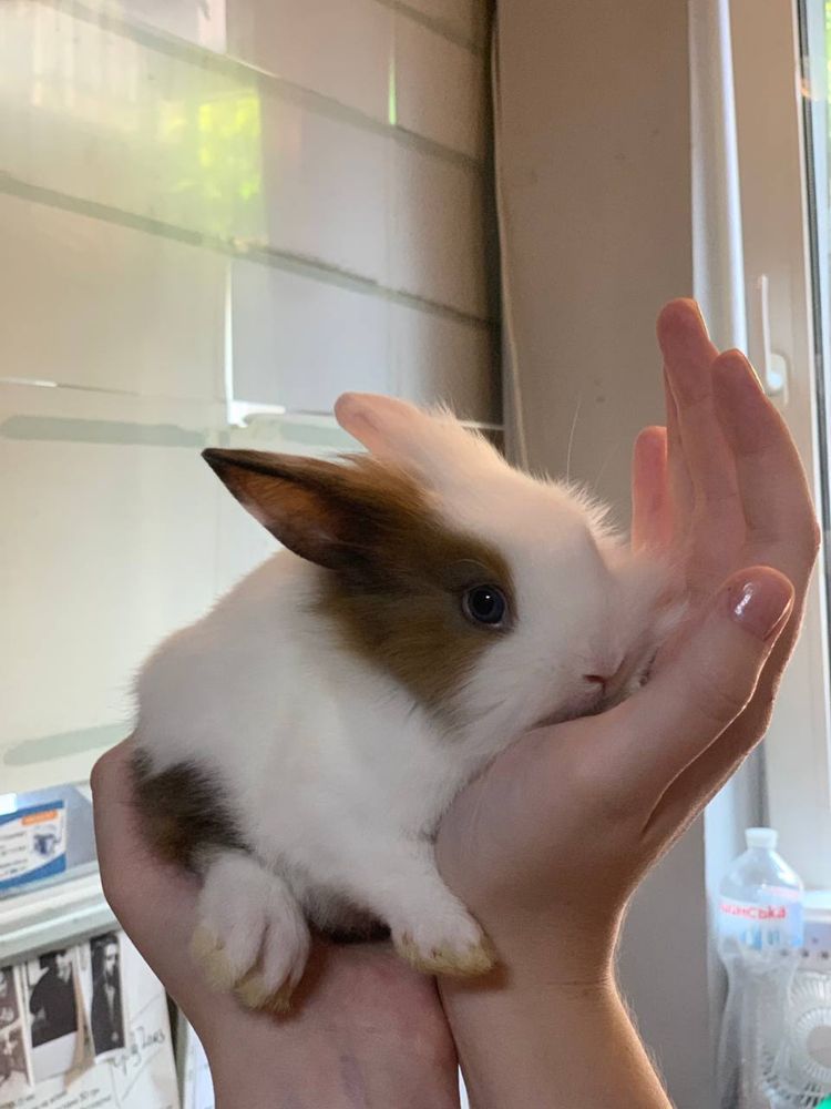 Кролик львиноголовий