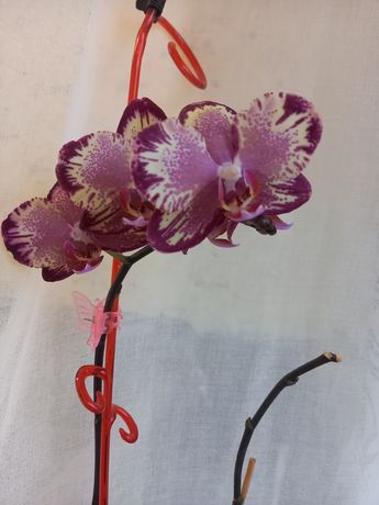 Орхидея Биг Бенг