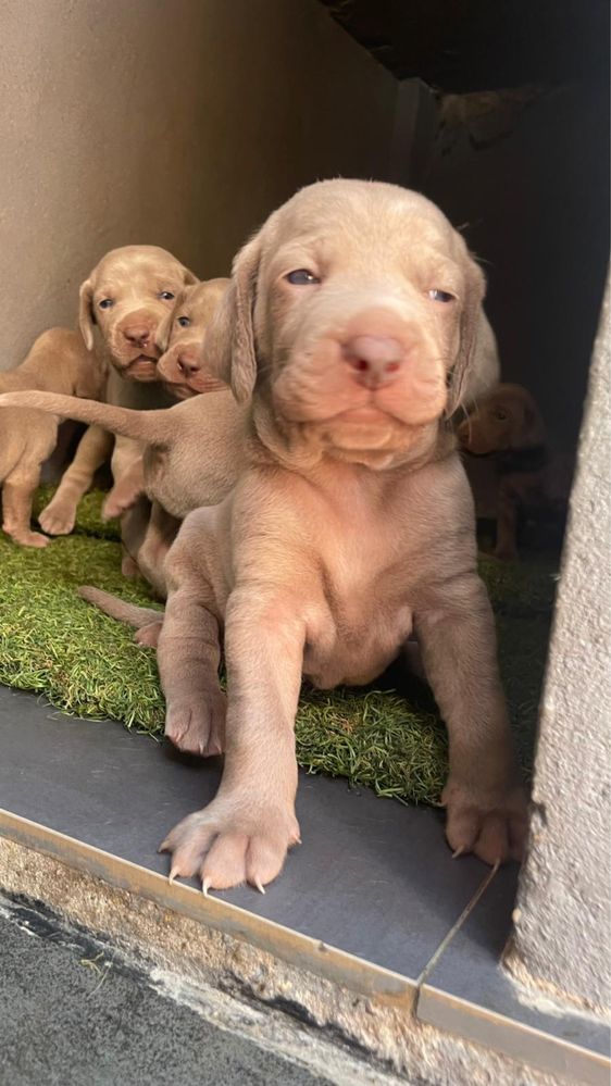 Braco Weimaraner