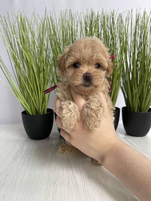 Всього 4 Чарівніх Мальтипу F1