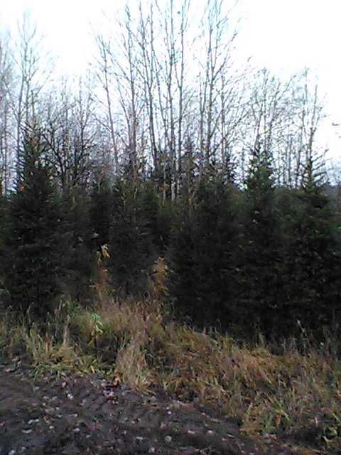 świerk pospolity formowany  , choinki świąteczne