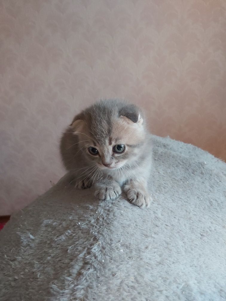 Британські кошенята