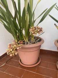 Vaso orquidea verde
