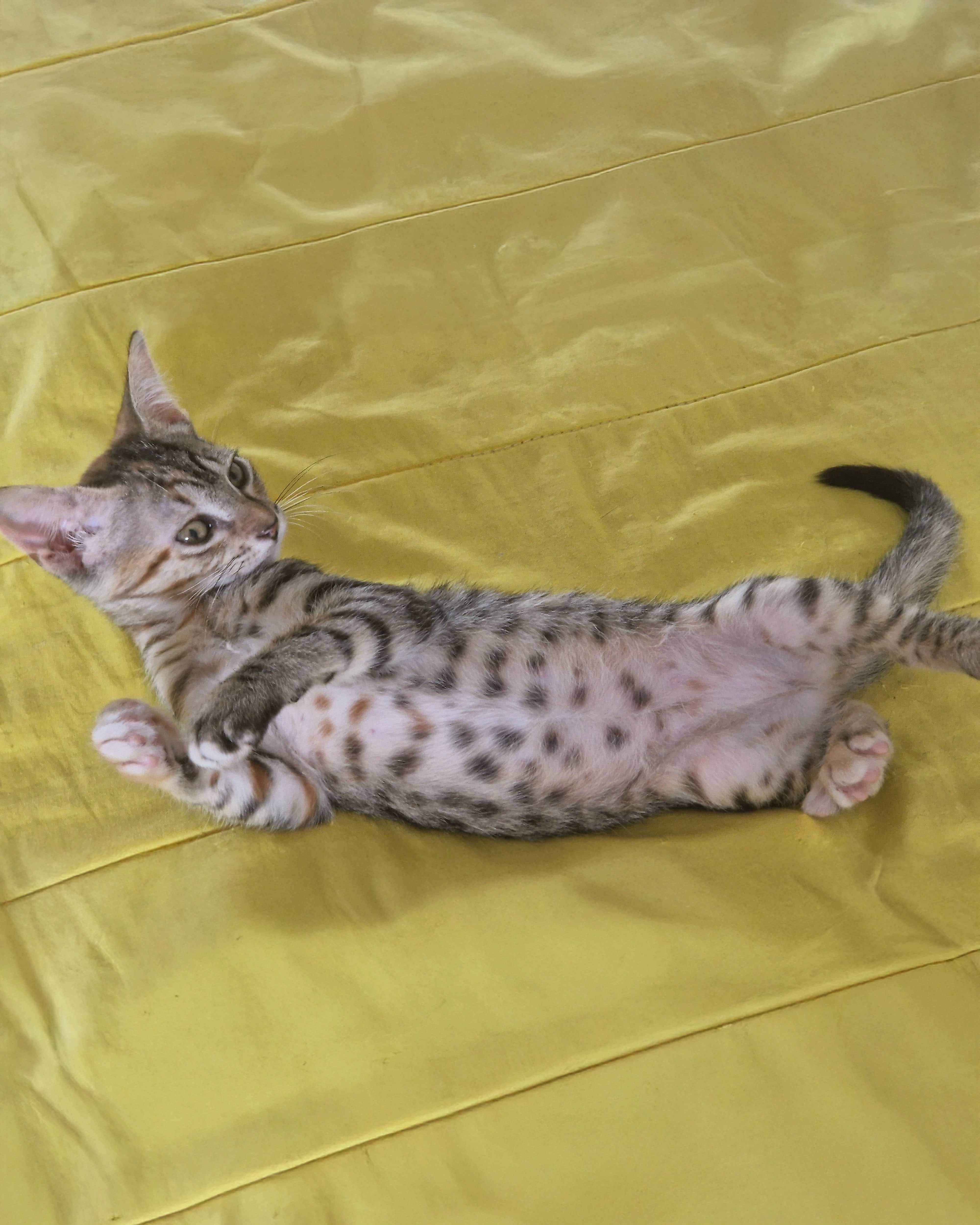 Setúbal / Margem Sul / Lisboa — NIKKA, gatinha para adoção