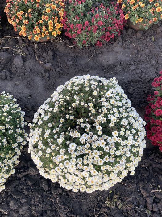 Chryzantemy tanio !!