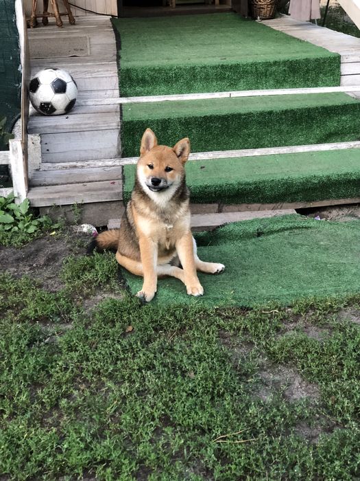 Неймовірно гарна дівчинка сіба-іну