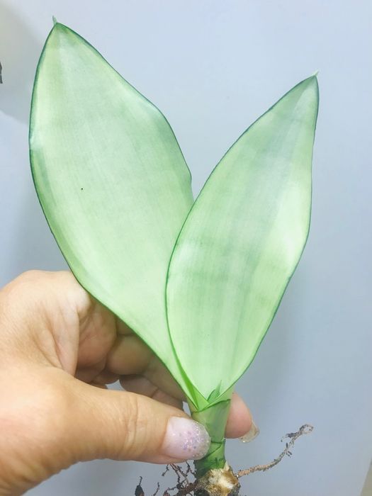 Сансевиерия Муншайн вариегатный