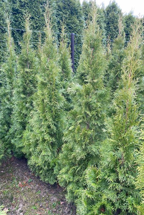 Tuje Szmaragd tuja thuje 130cm