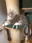Srebrno-Biały Maine Coon