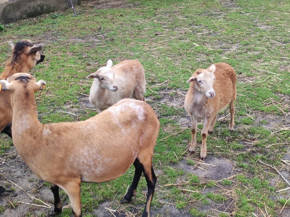 Owce Baranki kameruńskie wrzosówki