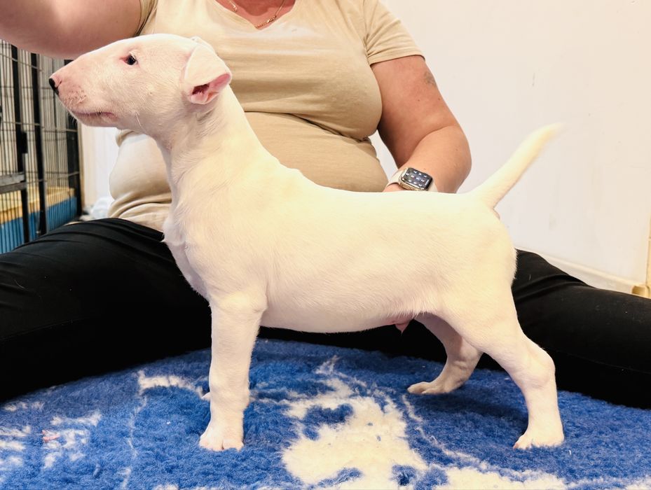 Bulterier Standardowy