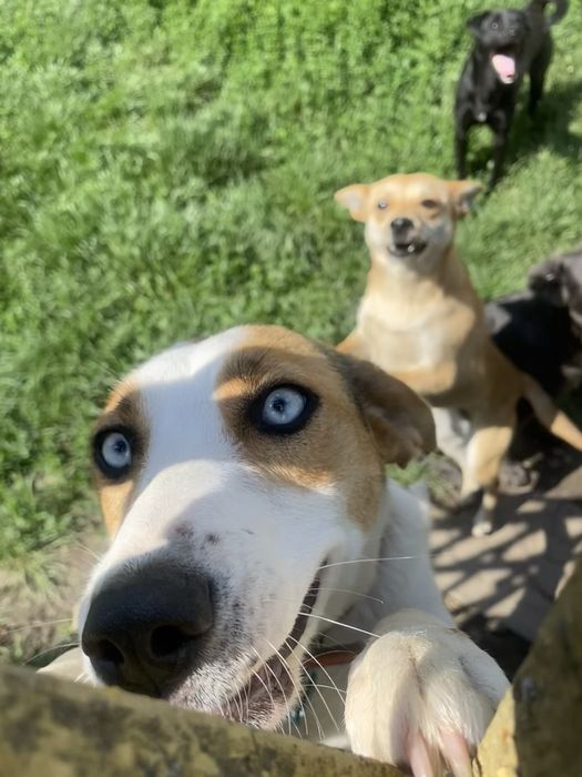 Прилаштовкється у добрі ручки !