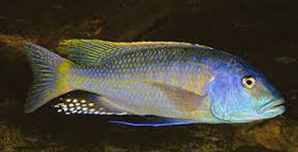 Buccochromis rhoadesii - dowozimy, wysyłamy