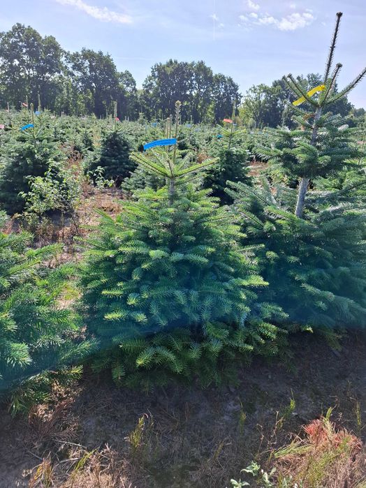 Jodła Kaukaska w donicy PREMIUM 125-150 cm/cięta od Tuchoinki.pl