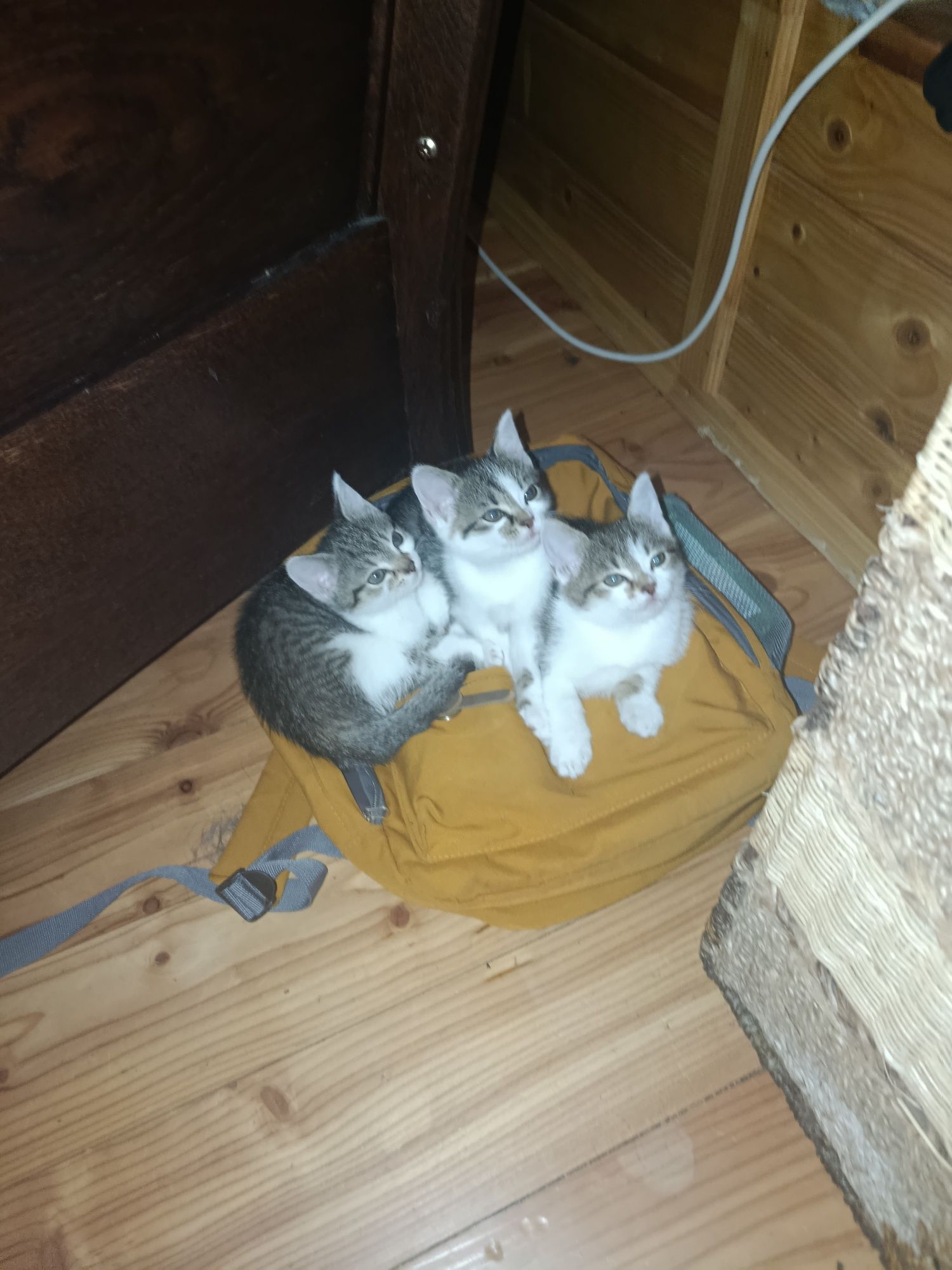 Oddam śliczne kotki w dobre ręce