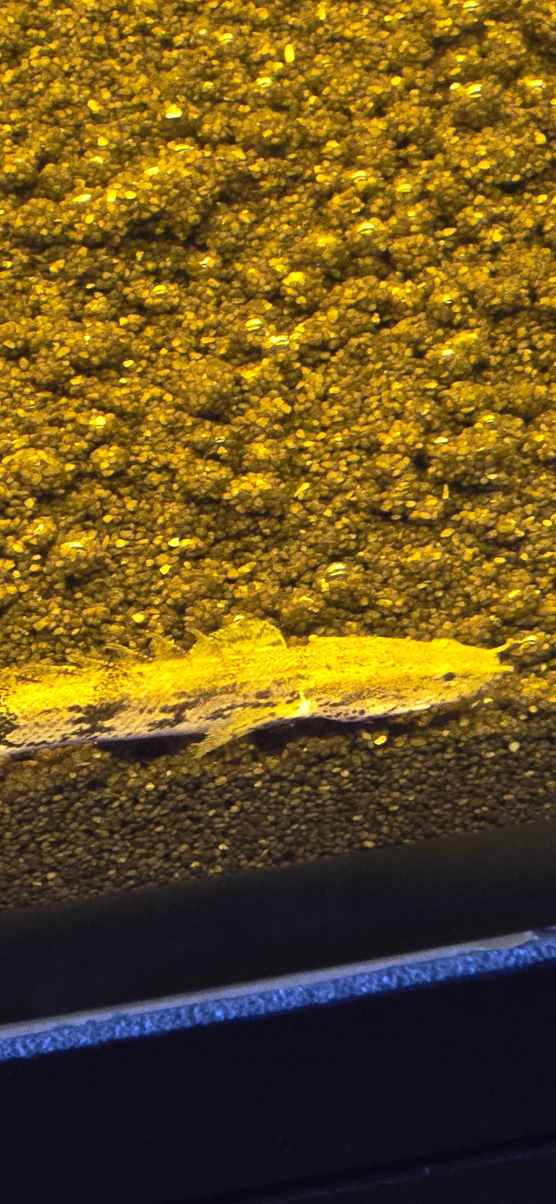 Polypterus endlicherii