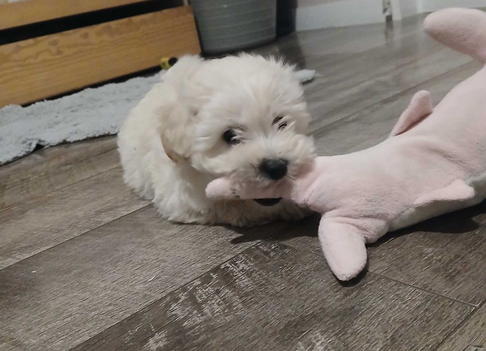 Śliczna Suczka Maltipoo