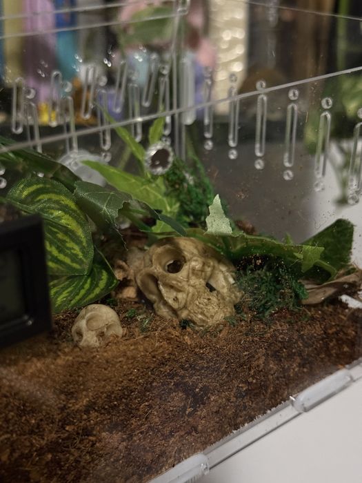 Terrarium 20x12x12 z wystrojem, termometrem, higrometrem , ekipą sprzą