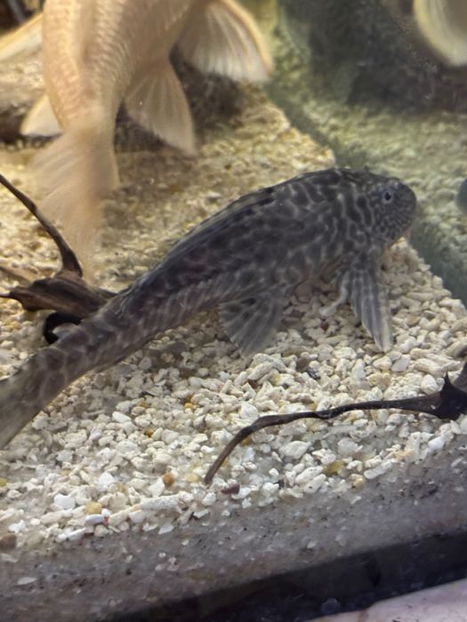 Limpa vidros, peixes