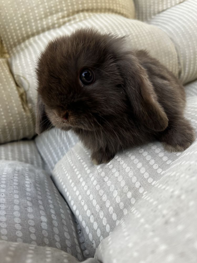 Samczyk mini lop