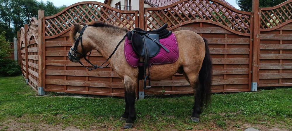 Piękny kucyk wałach