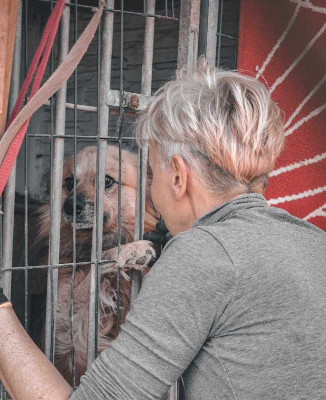 Tedi  -  fajny kudłaty kundelek