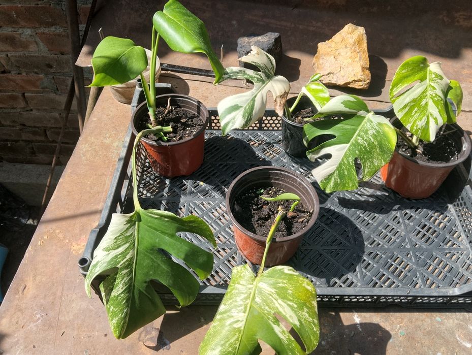 Монстера Альба, монстера вариегатная. Епипремнум