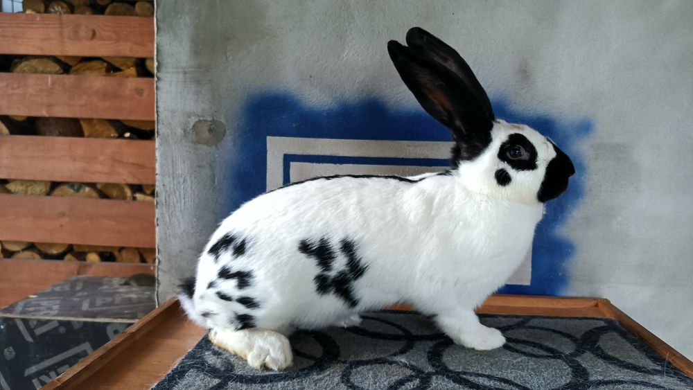 Samica olbrzym srokacz czarny osc