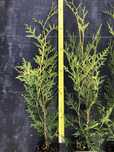 Tuja brabant, piękna,gęsta sadzonka 65cm, P9 tanio! producent