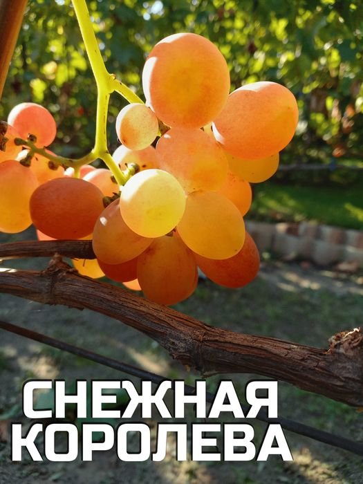 Корнесобственные саженцы винограда