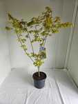 Bonsai – Klon japoński palmowy 'Summer Gold' (Acer palmatum)