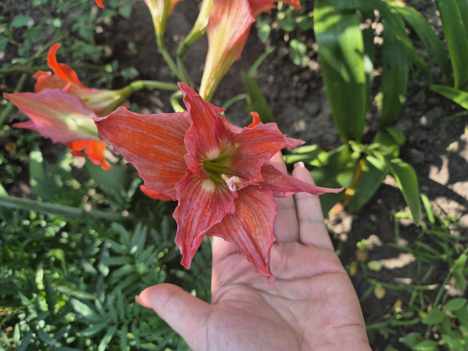 Продам амариллис