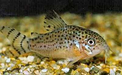 Kirysek punktowany - Corydoras punctatus - Kirys - dowóz, wysyłka