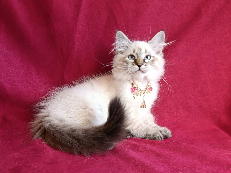 Мила сибірська дівчинка з документами Andromeda