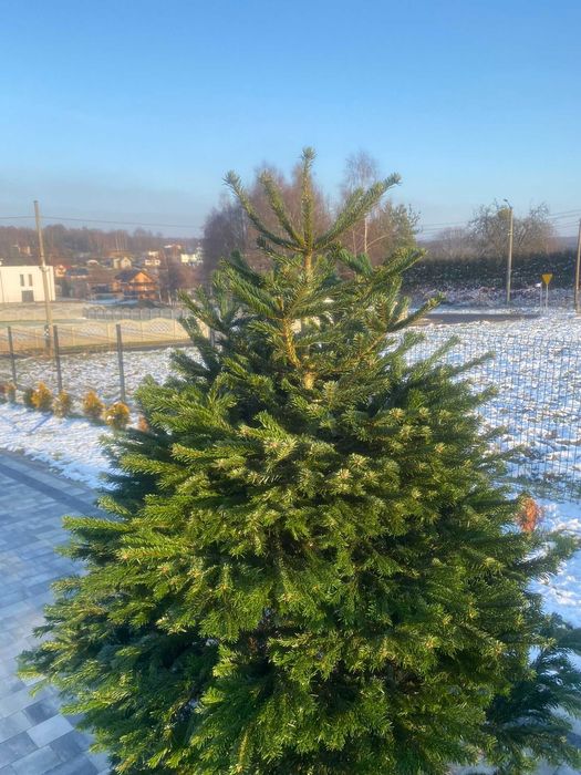 Choinka! Choinki! Ładne, gęste świerki i jodły z dowozem pod dom!