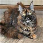 Maine Coon kocur szylkretowy unikat adopcja