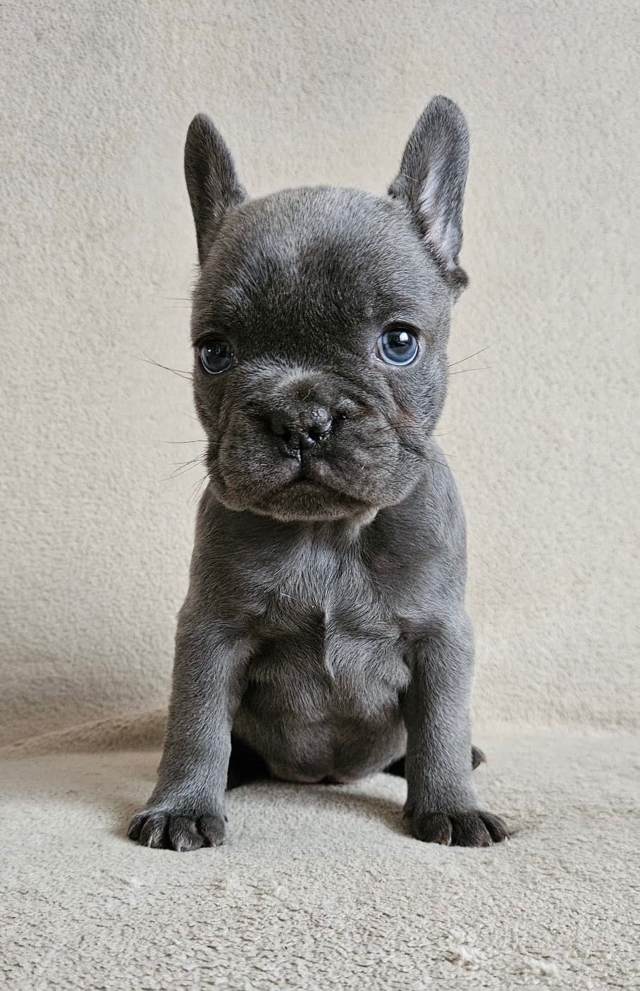 Buldog francuski