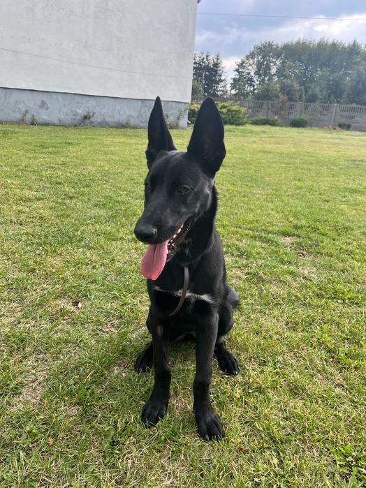 Owczarek belgijski Malinois 5 miesięcy