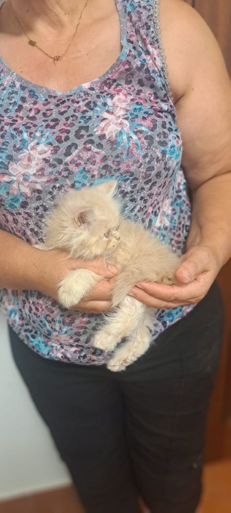 Gatinho persa lindo amarlinho