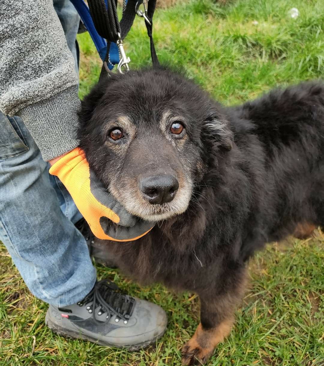 Śliczny starszy piesek Kudi do adopcji że schroniska .