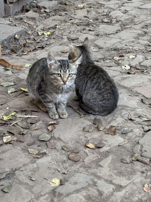 Кошеня шукає любов - хлопчик (4 місяці)