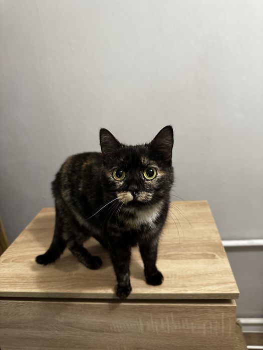 Молода лагідна кішечка кошеня до року шукає родину