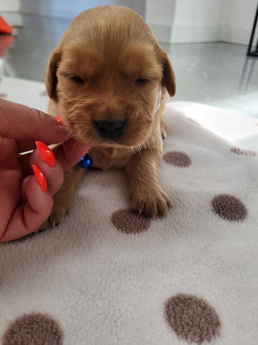 Piesek golden retriever ciemno złote maluszki po 20 listopada odbiór.