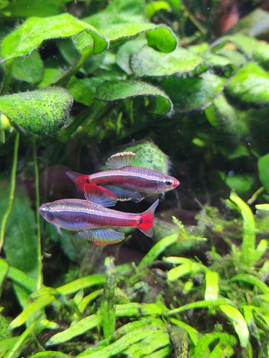 Cardumes de néons chineses e guppys