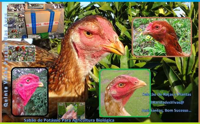 Índios Gigantes Selecionados Novos M6kg F4kg ( Semana Especial )