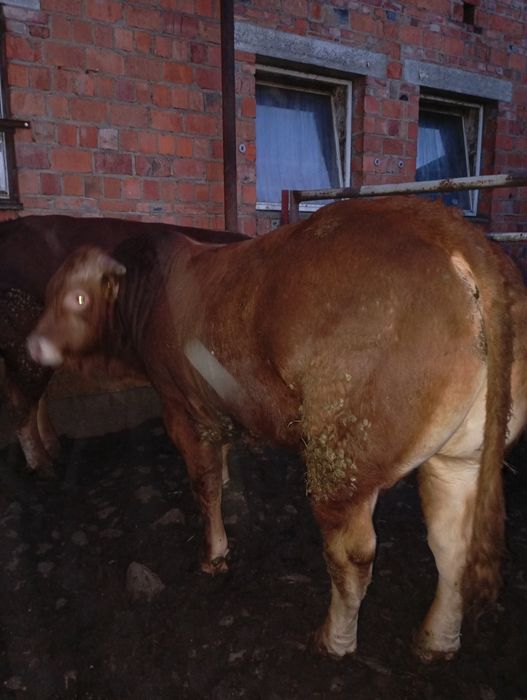 Byki, buhaj limousine